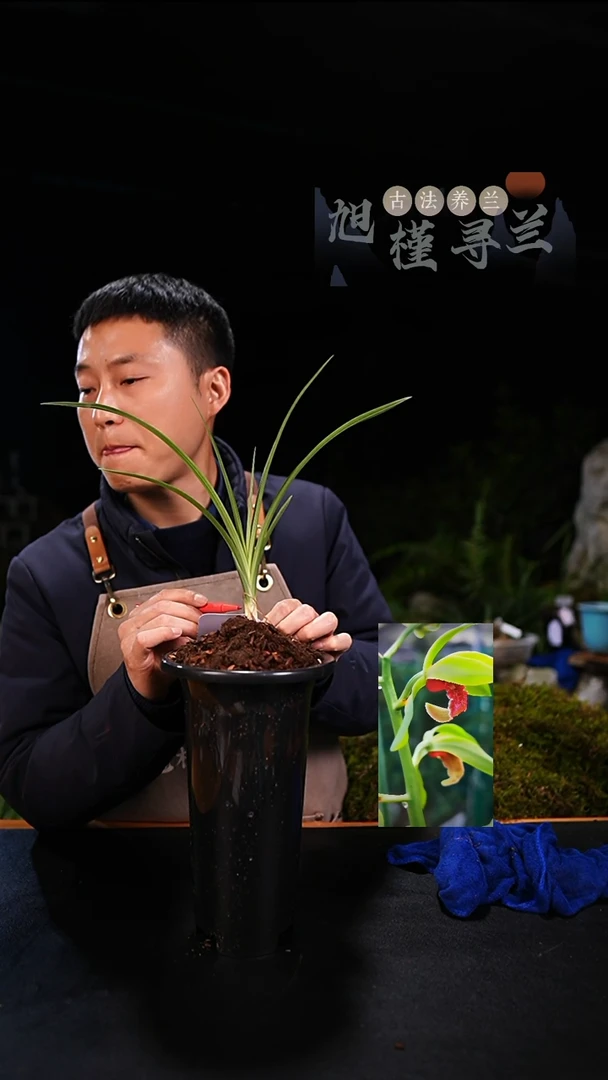 当前无花栽培后可以开花心***榆蕙兰夕颜（龙头单苗）