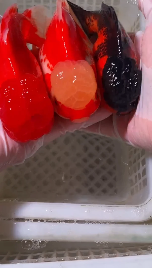 金鱼鱼之源一物一拍链接/无开箱视频不售后3