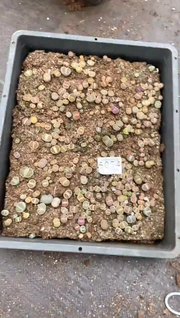 5054特价菊纹章框有疤瑕疵带土不带盆发货