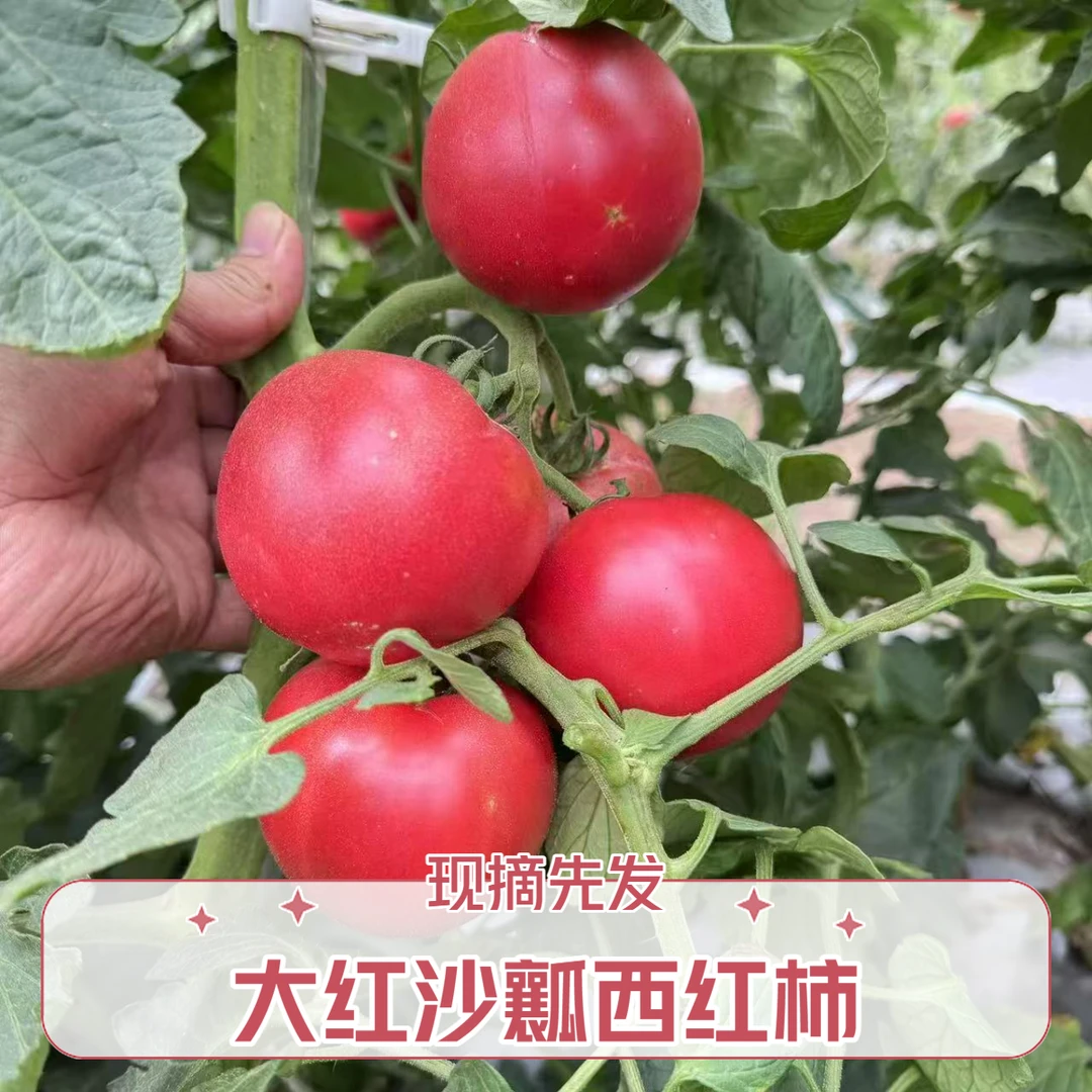 【5斤】大红西红柿露天种植新鲜农家沙瓤西红柿酸甜可口不催熟