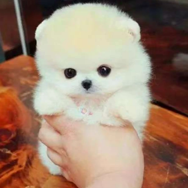 上海宠多多宠物基地  博美幼犬