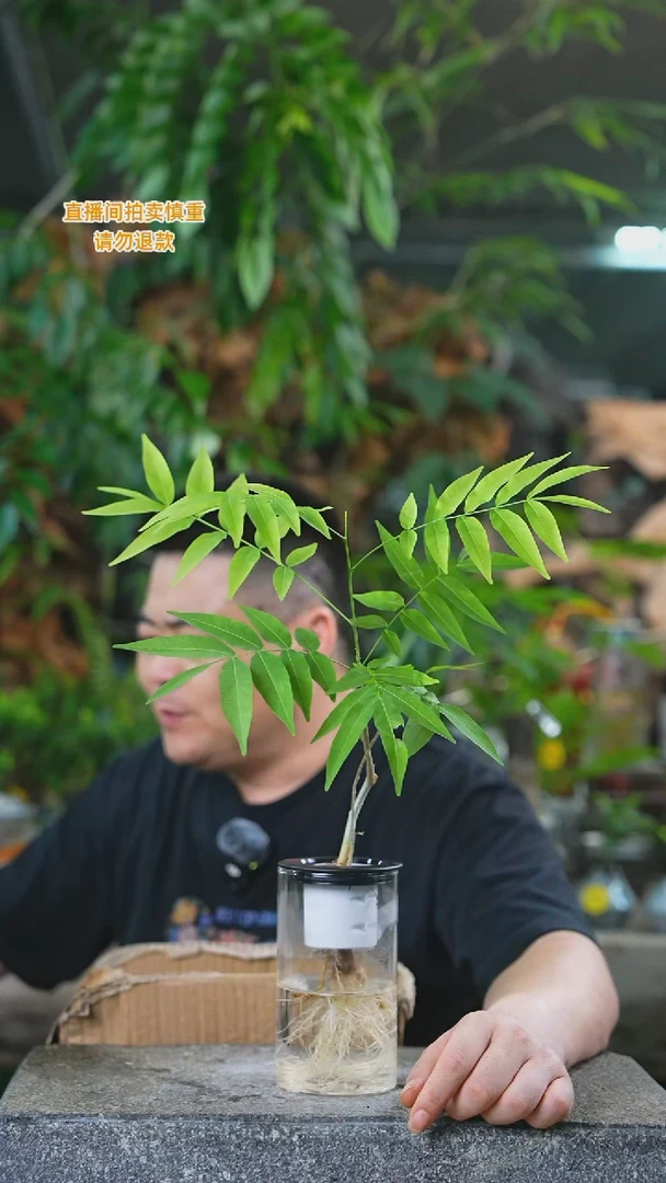 当前无花栽培后可以开花无患菩提391T