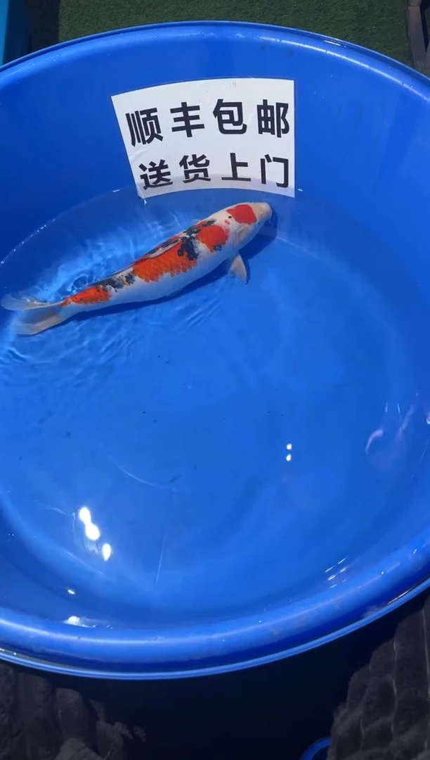 锦鲤精品锦鲤一尾