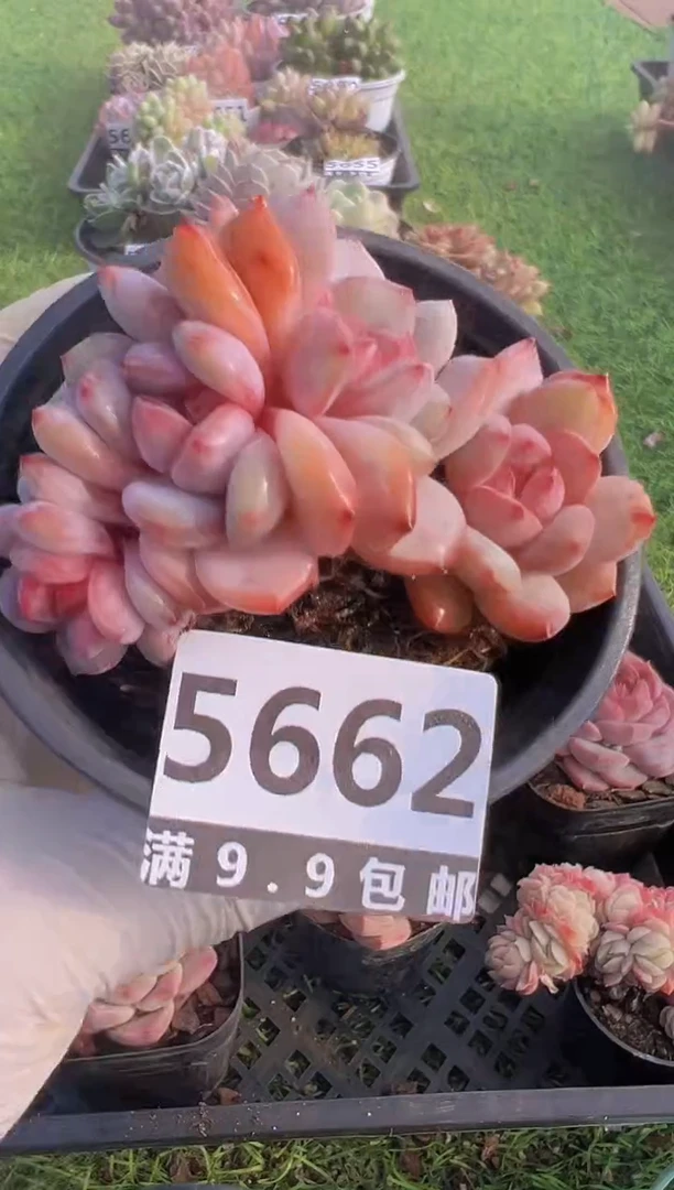 【闪购商品】信福多肉一物一拍