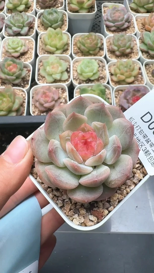 398D云禹多肉植物 带盆土纸巾打包 3颗包邮