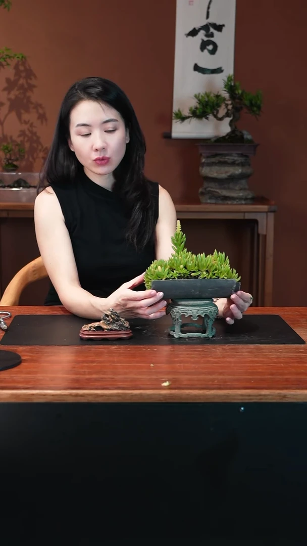 无花朵瓦松盆景盆景盆景