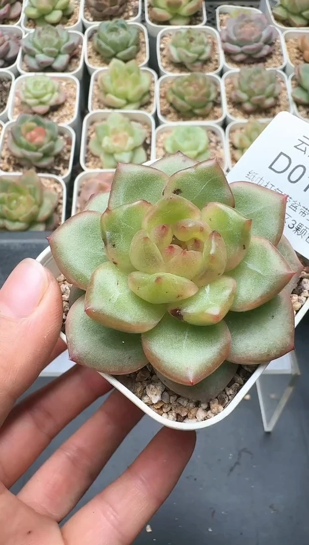 188D云禹多肉植物 带盆土纸巾打包 3颗包邮