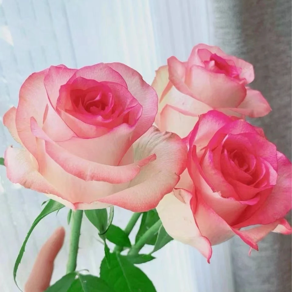 【艾莎玫瑰】云南昆明鲜花基地优质鲜切花
