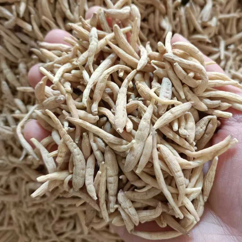 太子参  煲汤煮水