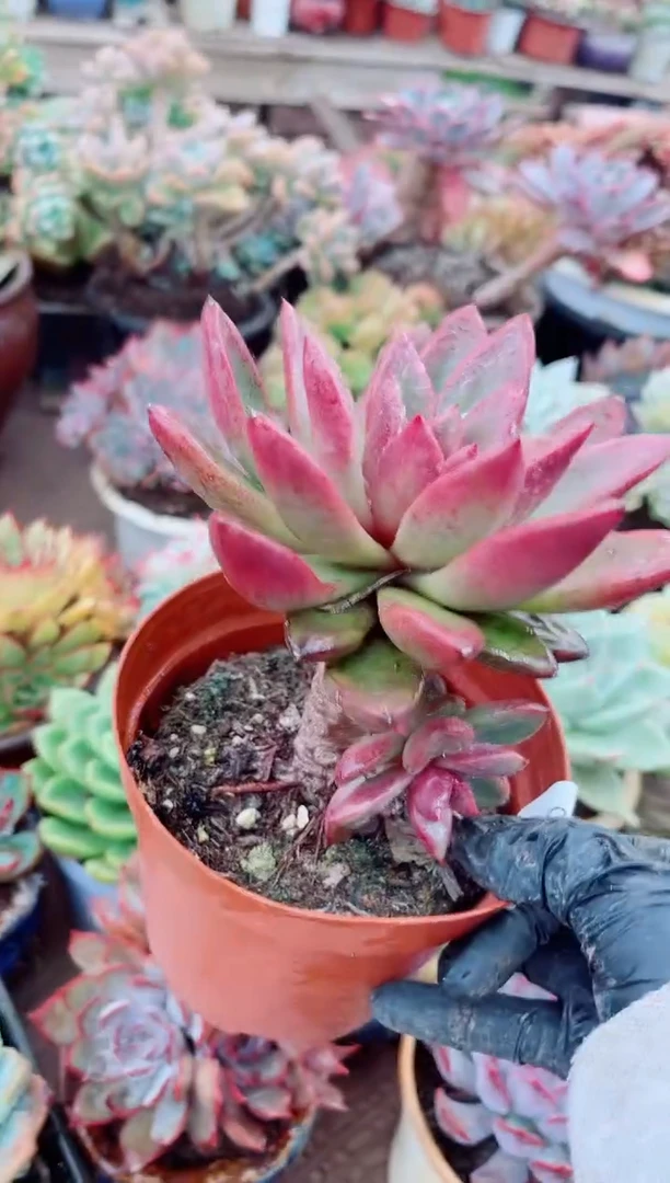 v**i多肉植物一物一拍07110