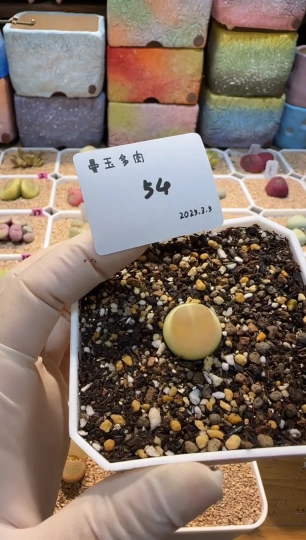 【闪购商品】25.3.5-54悠悠公主