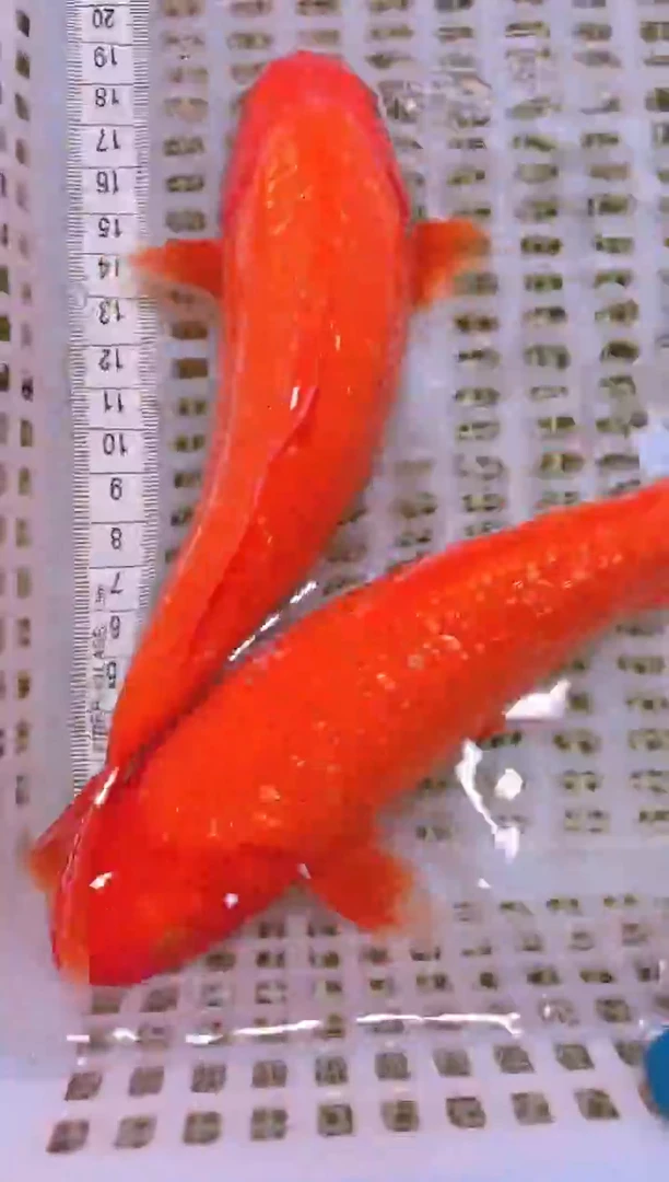 锦鲤冷水观赏鱼全场包邮23