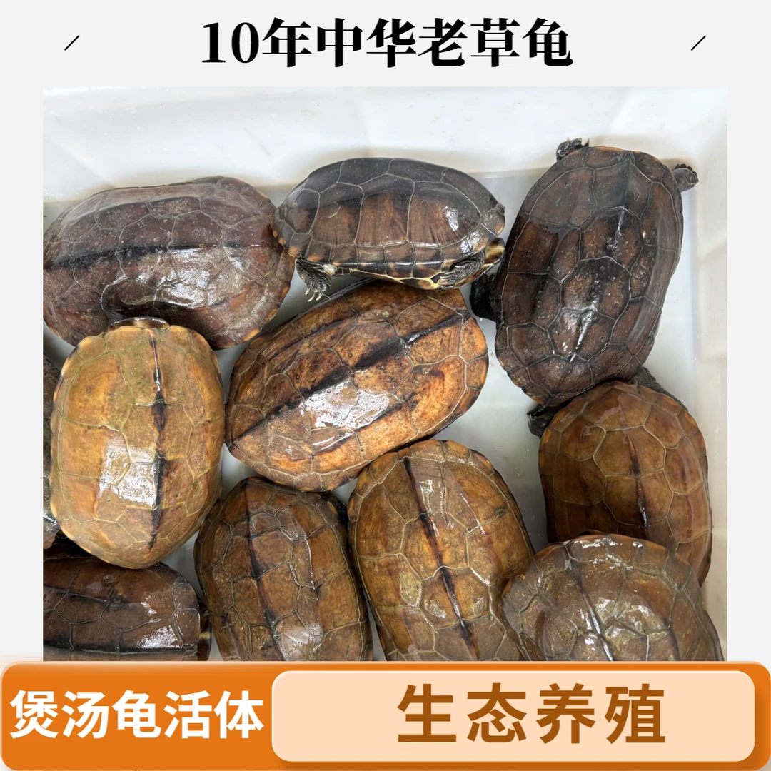 10年外塘中华老草龟鲜活食用煲汤大母龟活体新鲜