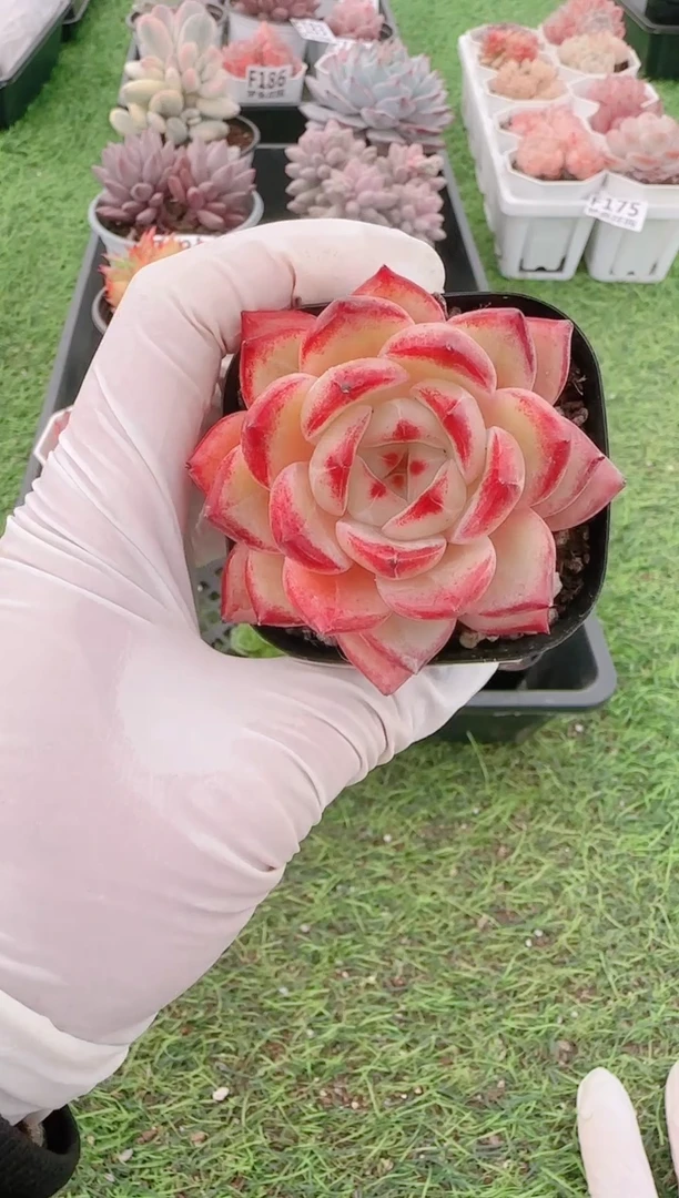 【闪购商品】梦会多肉一物一拍