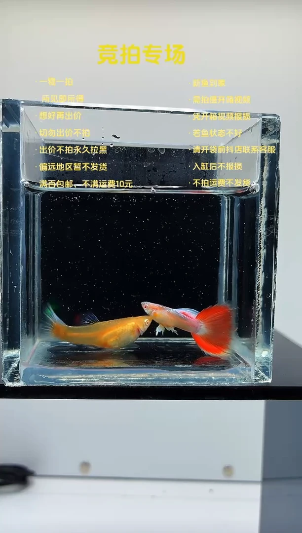 孔雀鱼火烧云一对-63