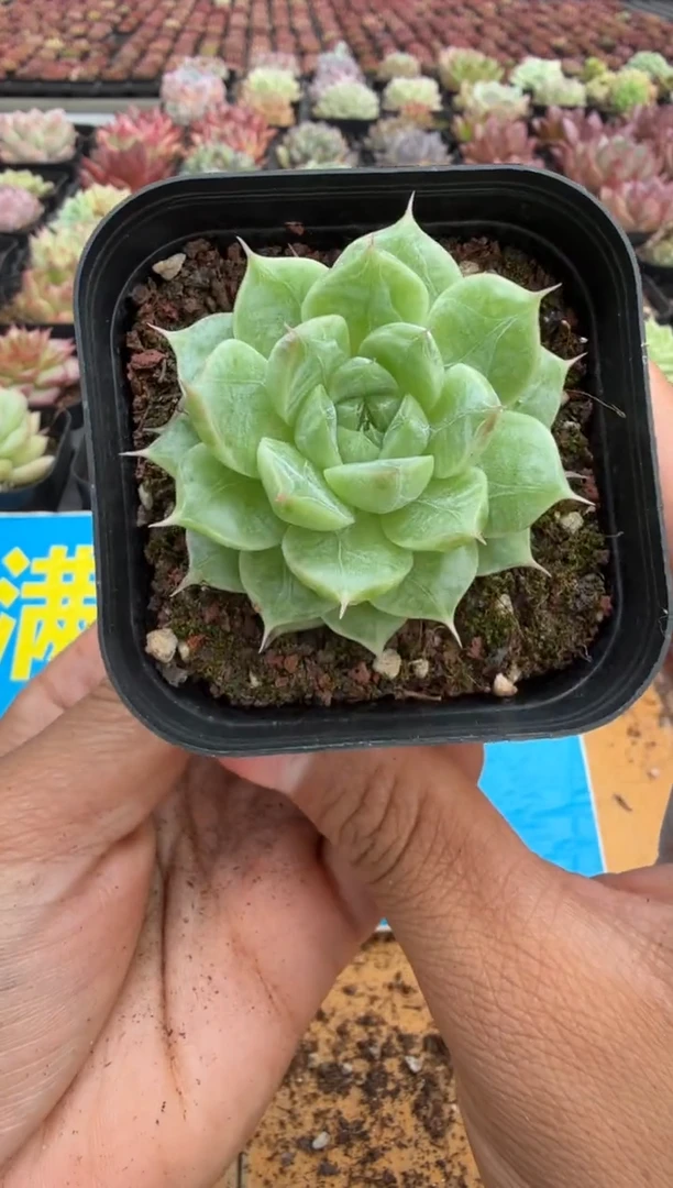 东云多肉园二店-302