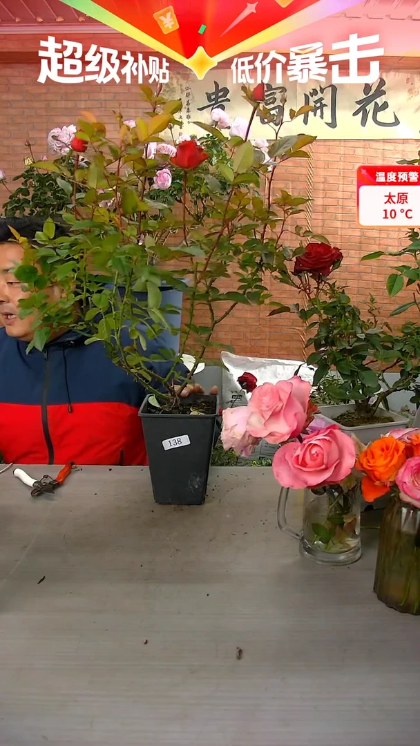 当前无花朵，栽培后可花朵138爱乐之城