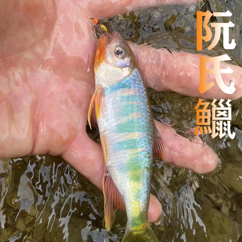 阮氏鱲原生鱼冷水溪流缸观赏鱼发色小型长鳍鱲属