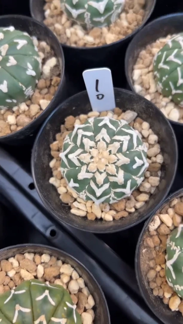 实生根星兜仙人球编码10