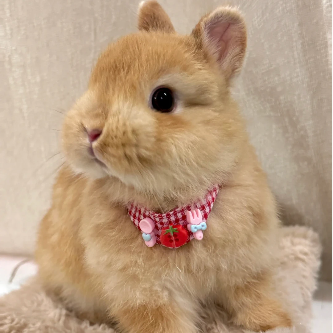 侏儒兔【直播间一物一拍】宠物兔侏儒兔垂耳兔 活物适合儿童宠物