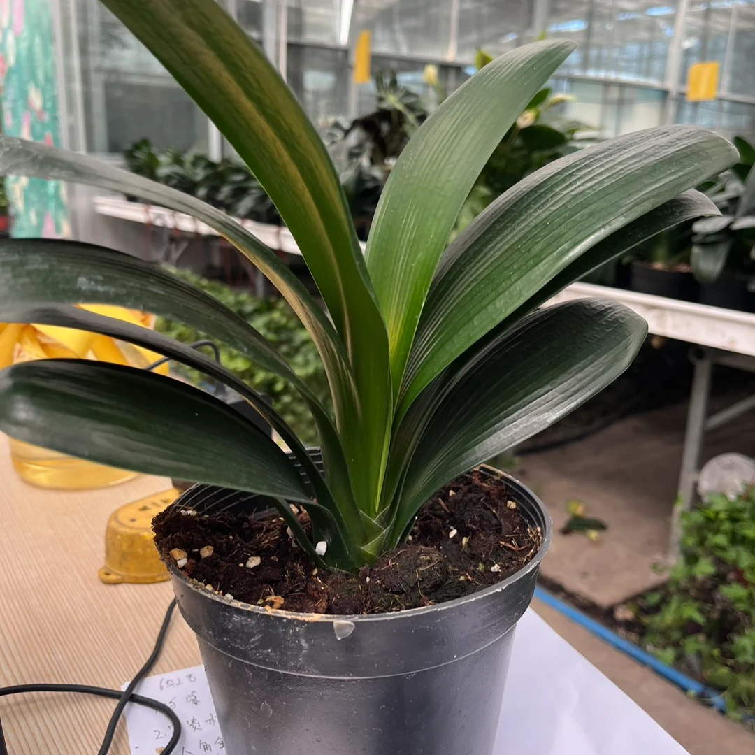 君子兰盆栽室内四季绿植耐寒耐热开花高档花苗
