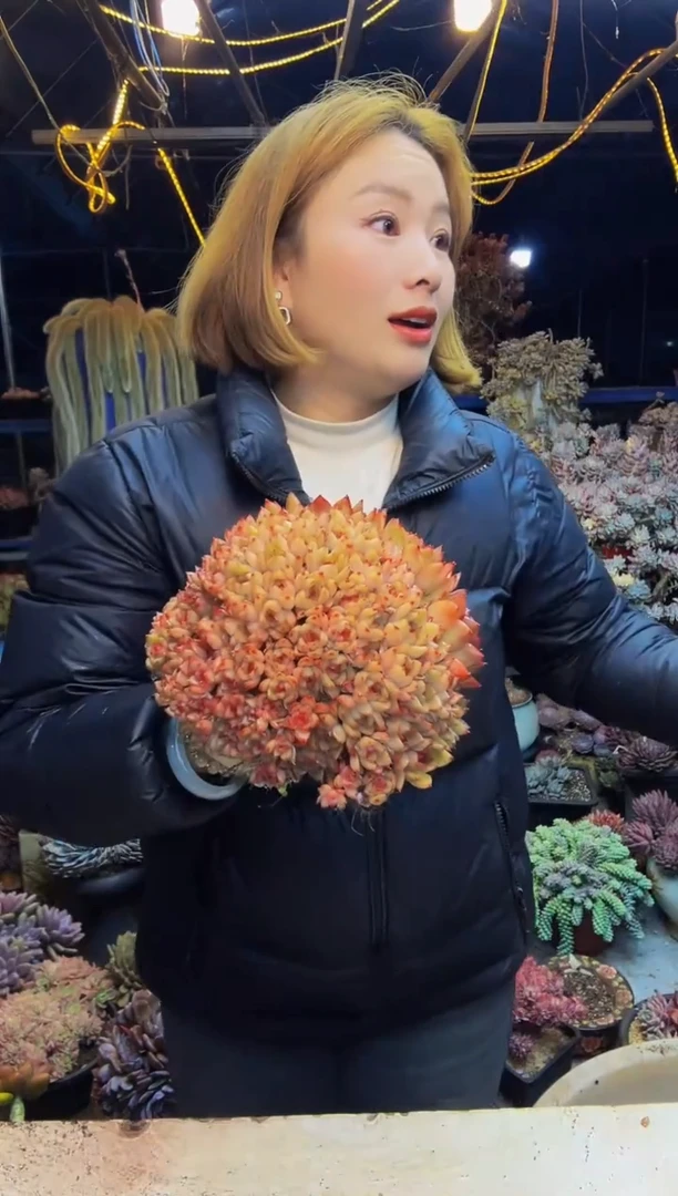 荷花满天星一物一拍