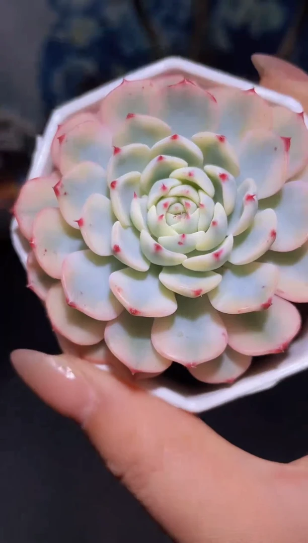 【闪购商品】885姬莲锦