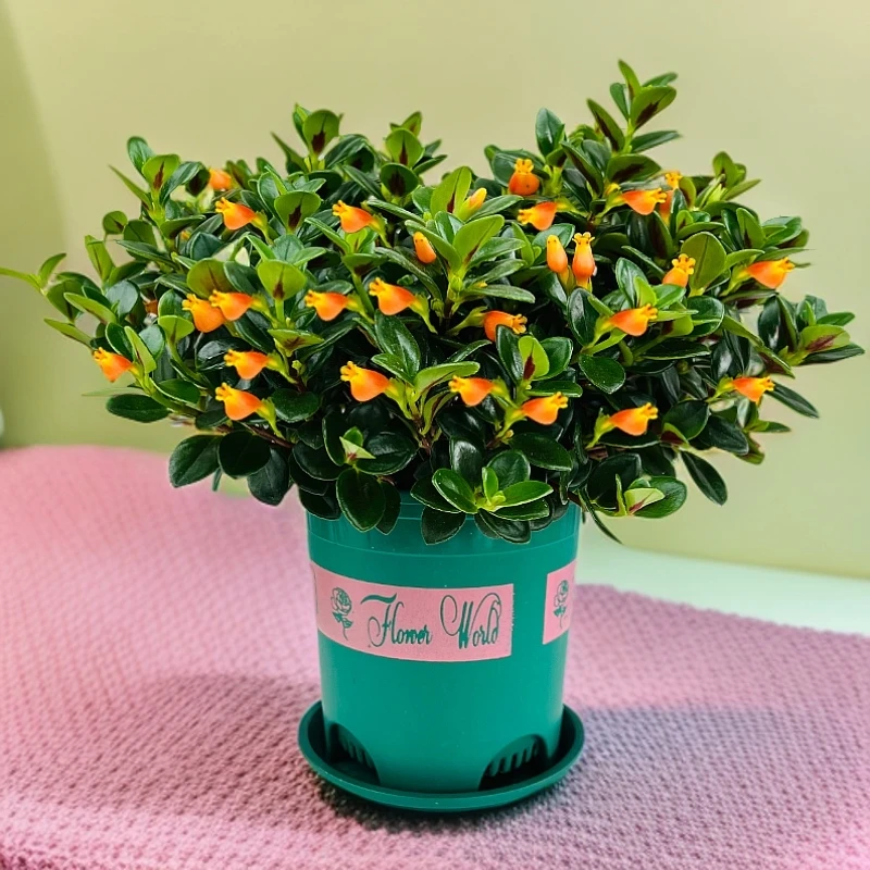 金鱼花吊兰盆栽室内四季好养带花苞开花不断阳台花卉桌面绿植