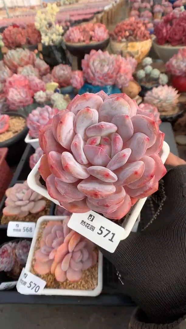 571紫皮橙多肉植物一物一拍