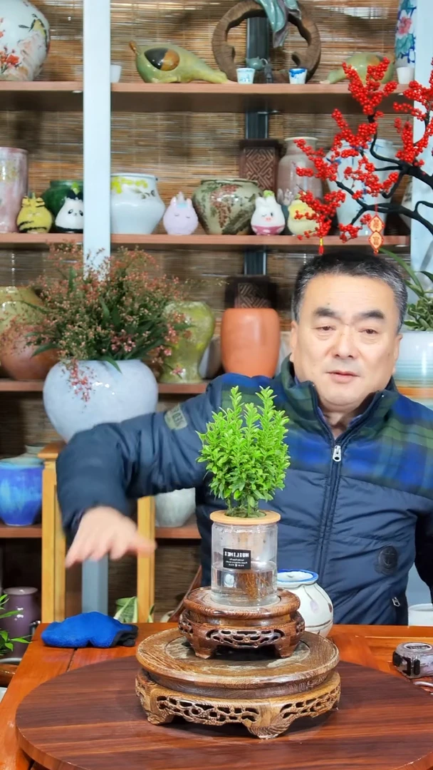 无花朵小****?水之韵水培黄杨