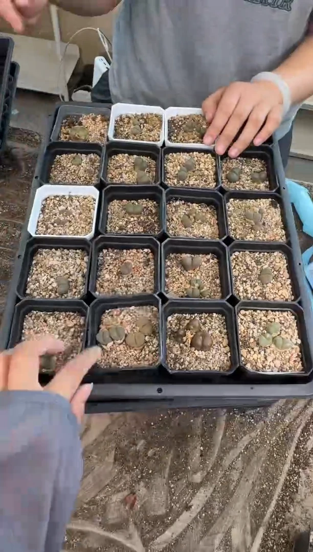 10-661多肉植物肉锥一盒