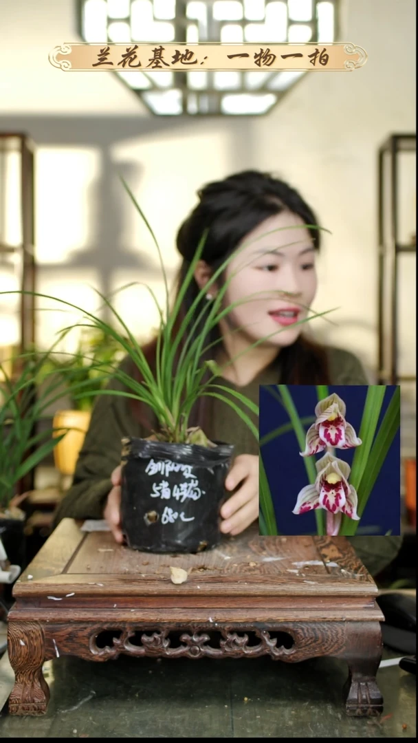 完全开放剑阳碟5苗4苞