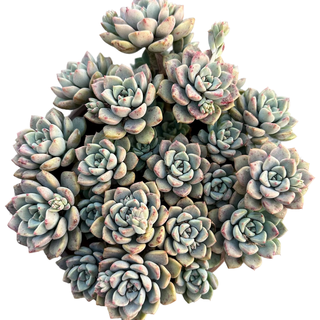 粉布偶3盆带盆土 多肉植物室内绿植净化空气