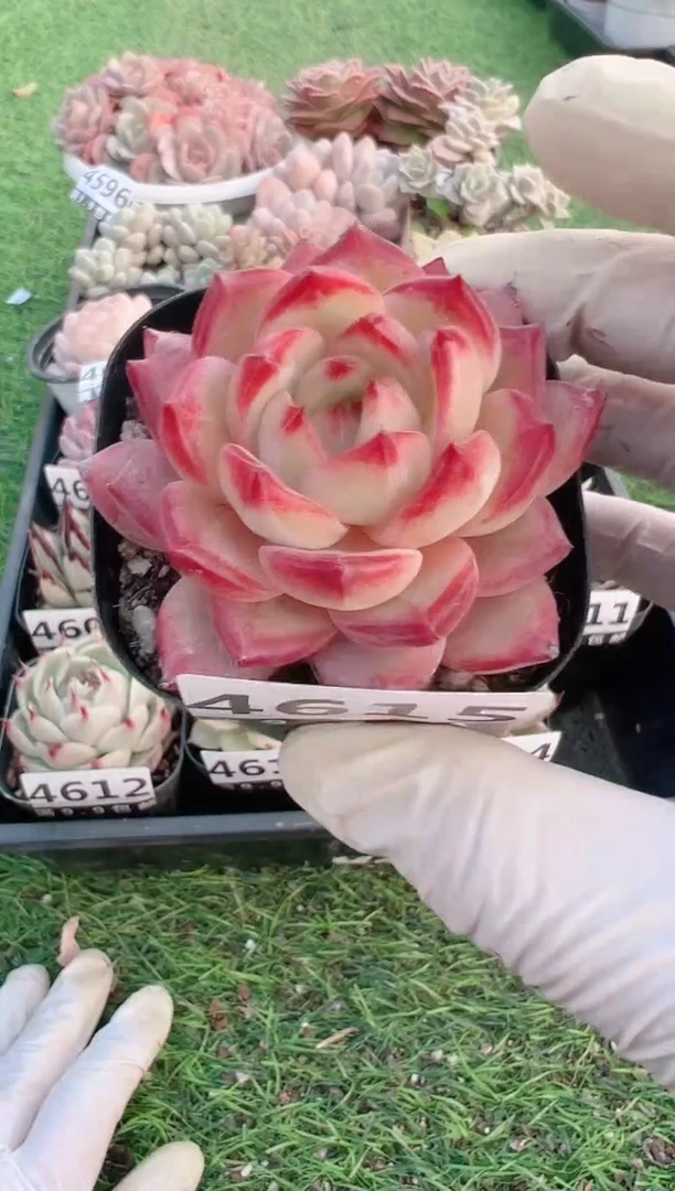 【闪购商品】信福多肉一物一拍