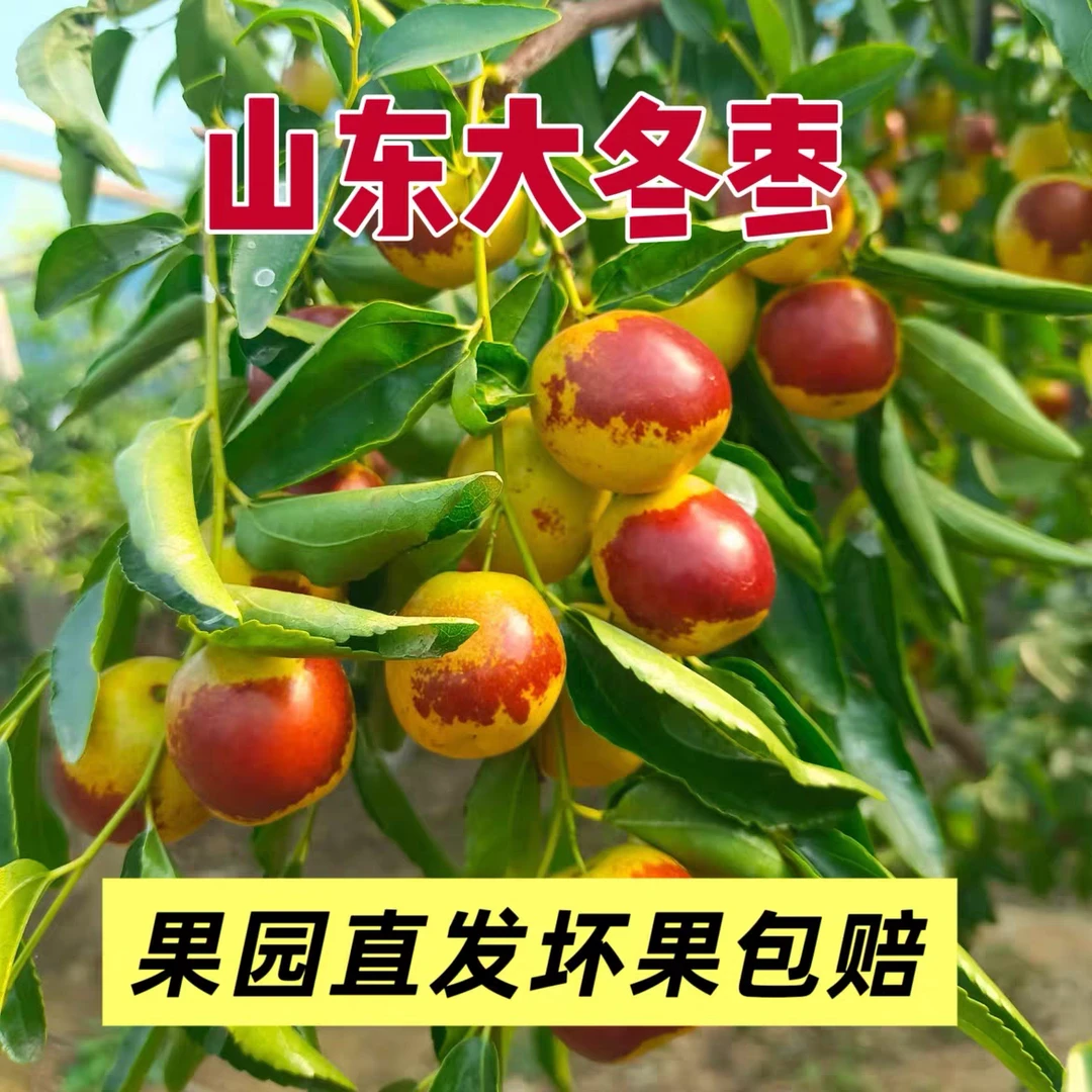 【精选礼品大果】沾化冬枣大棚冬枣头茬冬枣脆甜好吃的冬枣