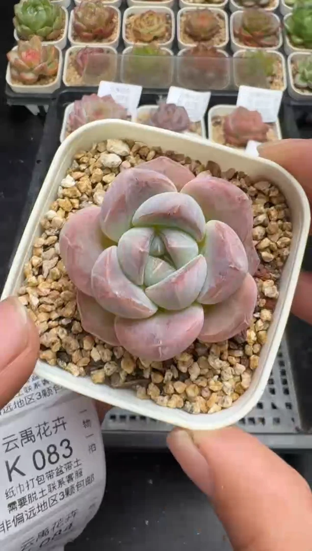 081K云禹多肉植物 带盆土纸巾打包 当天拍3颗包邮