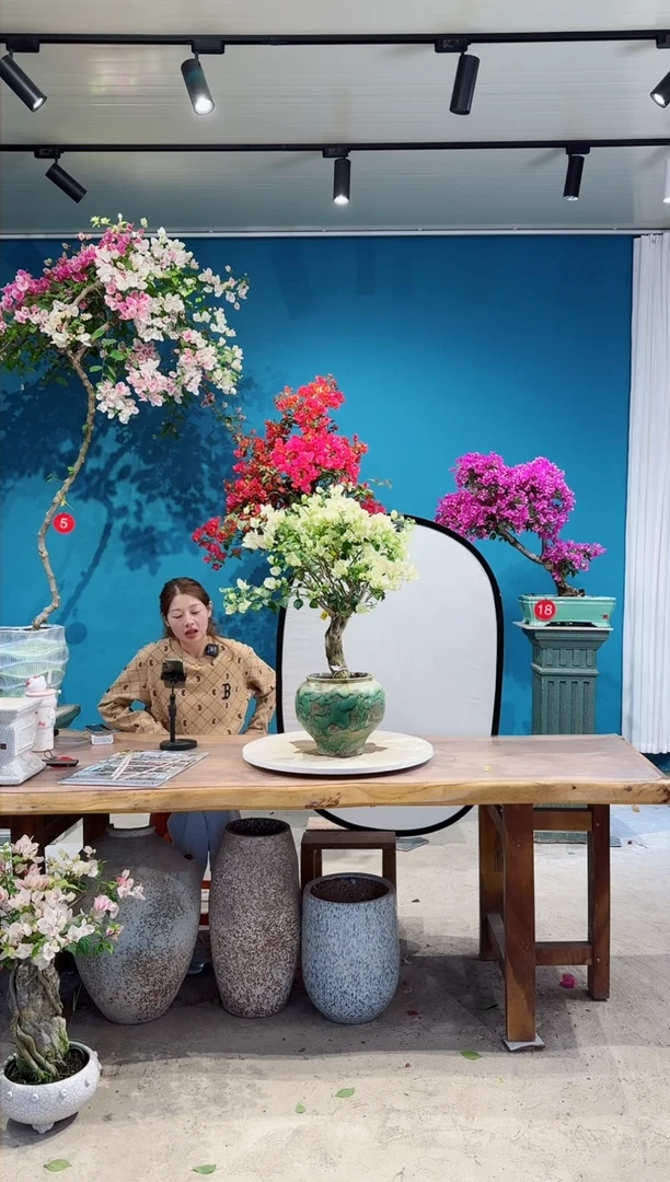 全部花朵绿叶樱花三角梅