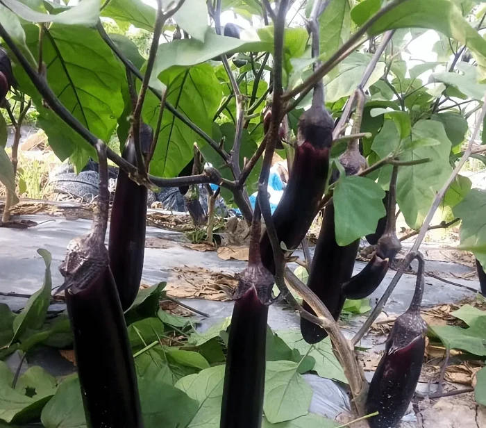 直播宠粉福袋高原蔬菜组合装1斤