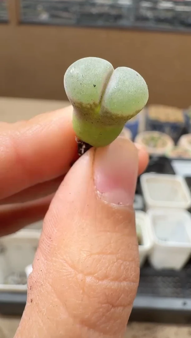 多肉植物肉锥16-80