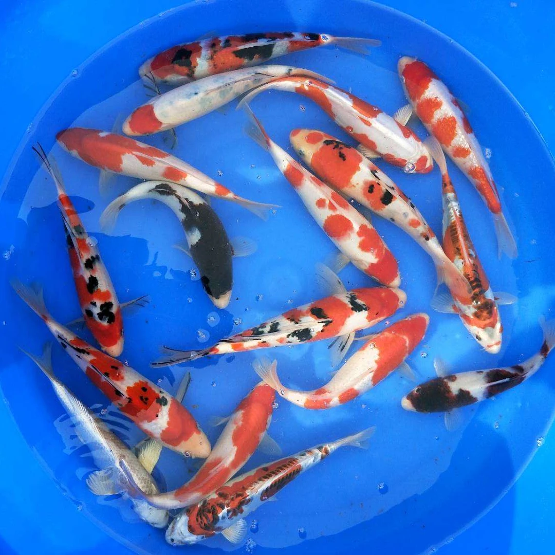 精品锦鲤 易养耐活