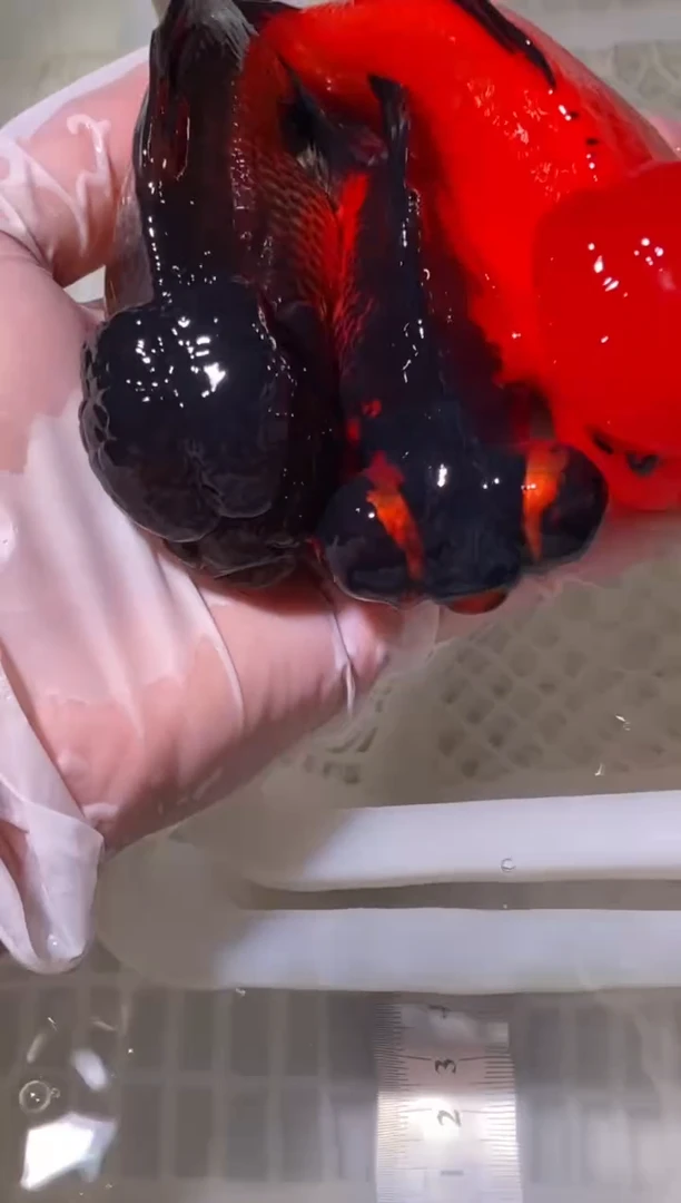 金鱼鱼之源一物一拍链接/无开箱视频不售后3条