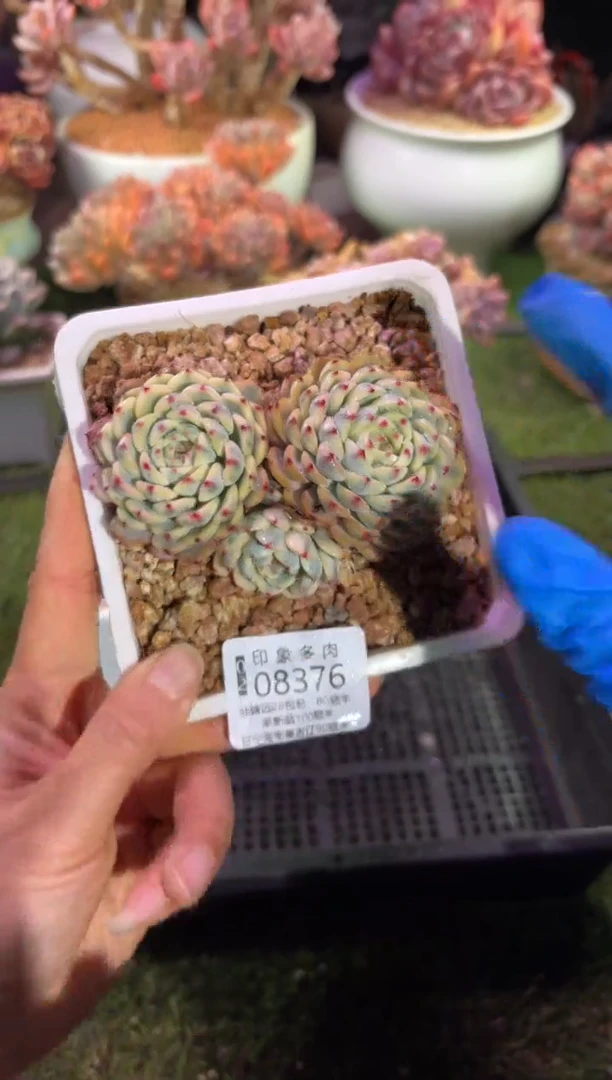 【闪购商品】08376