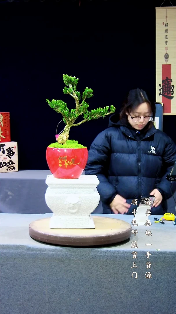 【闪购商品】高端黄杨盆景高端黄杨盆景