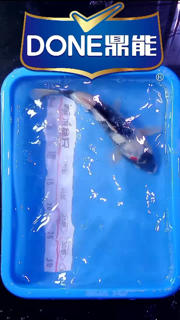 锦鲤直播间菁选 对版发货 44号
