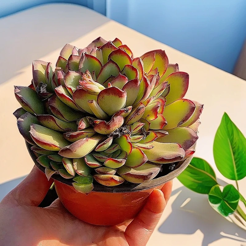 12#肉酱玫瑰3盆 单头起 有轻微晒斑 多肉植物【满15包邮】