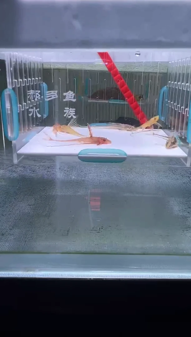 清道夫5+不包入缸损112