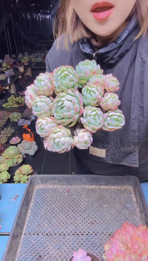 豌*米57贝瑞群一物一拍所见即所得