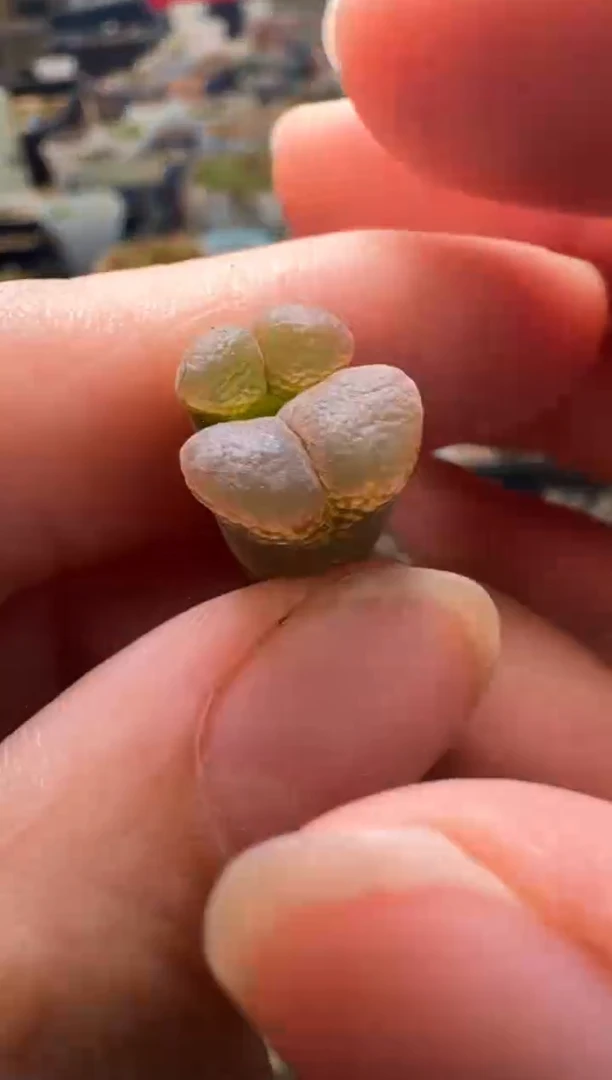 7-378多肉植物肉锥
