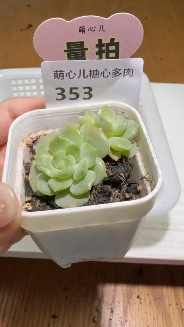 353 玉簪多肉植物量拍