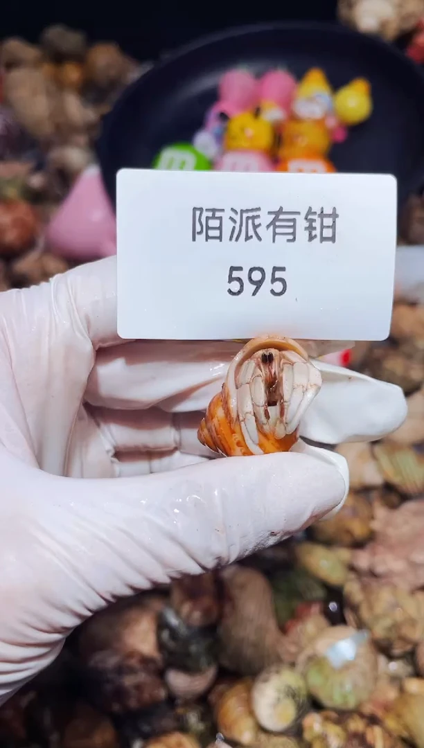陌派有钳西沙1.3口 595